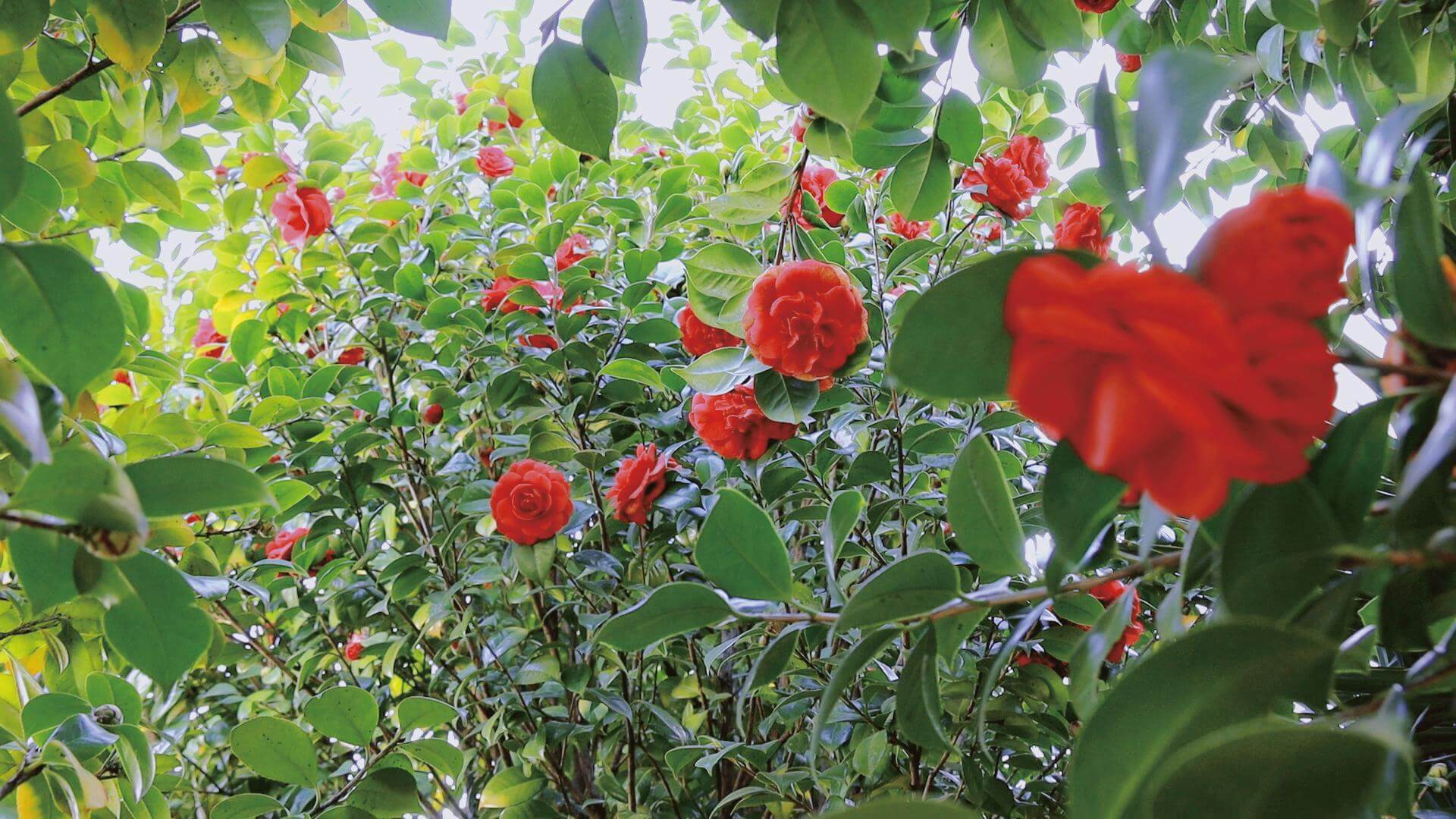 我們在春天見面嗎？